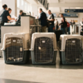 International Pet Transport - Nationwide