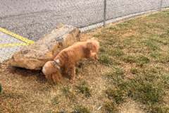 Request Quote: Best Buds | Pet Transport With Care - Nationwide