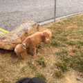 Best Buds | Pet Transport With Care - Nationwide