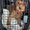 Animal Transportation Specialist  - Nationwide