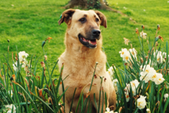 Request Quote: Professional Pet Sitting | Vetted and Screened Sitters - Denver, CO