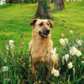 Professional Pet Sitting | Vetted and Screened Sitters - Denver, CO