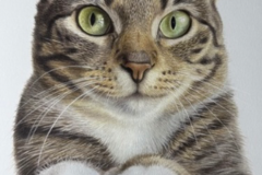 Request Quote: Danielle Calderon - Graphite and Colored Pencil Drawings - Nationwide