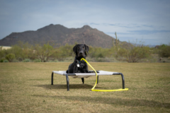 Request Quote: Sit Happens Dog Training - Cave Creek, AZ