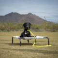 Sit Happens Dog Training - Cave Creek, AZ