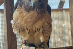 Request Quote: Ariana Holley | Animal Communication Professional - Nationwide
