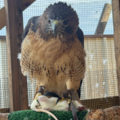 Ariana Holley | Animal Communication Professional - Nationwide