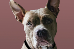 Request Quote: Polite Happy Dog Academy | Dog Training - Palm Harbor, FL