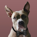 Polite Happy Dog Academy | Dog Training - Palm Harbor, FL
