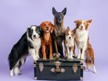 Multiple dogs