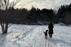 Request Quote: Dog Behaviour Consultant & Fear-Free Dog Trainer - Nationwide