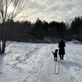 Dog Behaviour Consultant & Fear-Free Dog Trainer - Nationwide