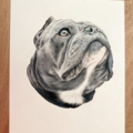 Custom Colored Hand-Drawn Pencil Pet Portraits - Nationwide