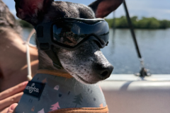Request Quote: Dog Boarding and Dog Walking - Boca Raton, FL