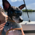 Dog Boarding and Dog Walking - Boca Raton, FL