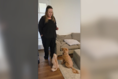 Request Quote: Basic Dog Training Essentials - San Mateo, CA