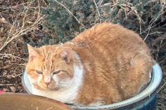 Request Quote: Animal Communication via Phone - Nationwide