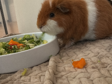 Guinea Pigs