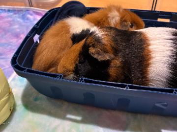 Guinea Pigs