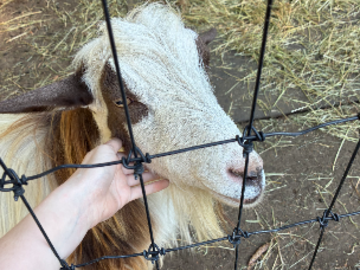 Goat