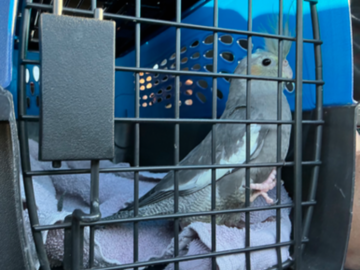 Pepper going off to her new home!