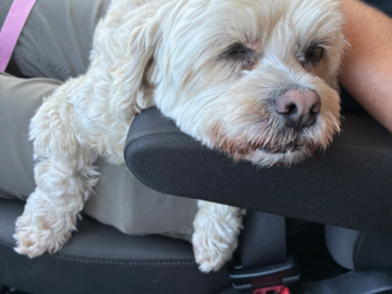 Chester is more than relaxed on his way home. 