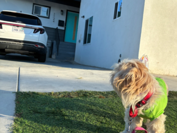 Chi-Chi checking out her new home in Cali. 
