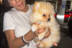 Request Quote: In-Cabin Flight Nanny | Puppy & Cat Air Travel | USDA | - Nationwide