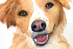 Request Quote: Watercolor Pet Portraits by Wren: Painting Souls - Nationwide