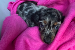 Request Quote: Reliable Pet Transportation - Nationwide