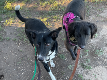 Raja and Rollo, fresh off of the plane from India, headed to Colorado
