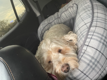 Yogi, the sweetest boy, in route to NC from MN!