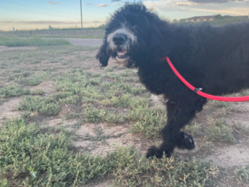 Jacks, headed from TX to CO, to his new foster family!