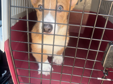 Churro headed to meet his new human!