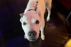 Request Quote: Nitro Paws Express | Pet Transport - Nationwide