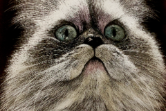 Request Quote: On Dragon Wings Studio | Pet Portrait Artist - Nationwide