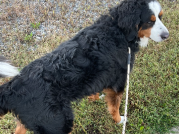 Walking time