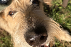 Request Quote: Full service pet care - Bonney Lake, WA
