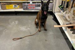 Request Quote: Perspective K-9 Professional Dog Training - Raleigh, NC