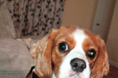 Request Quote: Kimberly | In-Home Pet Sitter and Dog Walker - CHAMPIONS GT, FL