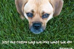 Request Quote: All Dogs Poop - Pet Waste Removal Service - Cherry Hill, NJ