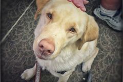 Request Quote: In Home Service Dog Training and Canine Trainer - Kern County, CA