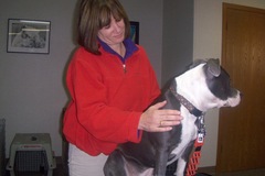 Request Quote: Canine Massage Practioner - Sarasota, FL