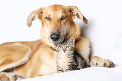 Request Quote: Dog Walking, Pet Sitting & Overnight  - Lake Hopatcong, NJ - Lake Hopatcong, NewJersey