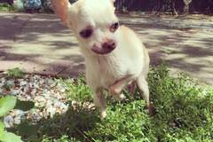 Request Quote: Hoboken and Downtown Jersey In Home Pet Sitters - Hoboken, NJ
