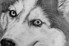 Request Quote: Pet Pencil Portraits - Custom Pet Portrait Artist - Nationwide