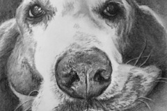 Request Quote: Pet Pencil Portraits Framed and Shipped - Nationwide