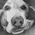 Pet Pencil Portraits Framed and Shipped - Nationwide