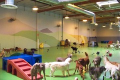 Request Quote: Wags & Wiggles Private Dog Training Facilities - Orange County, CA