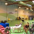 Wags & Wiggles Private Dog Training Facilities - Orange County, CA